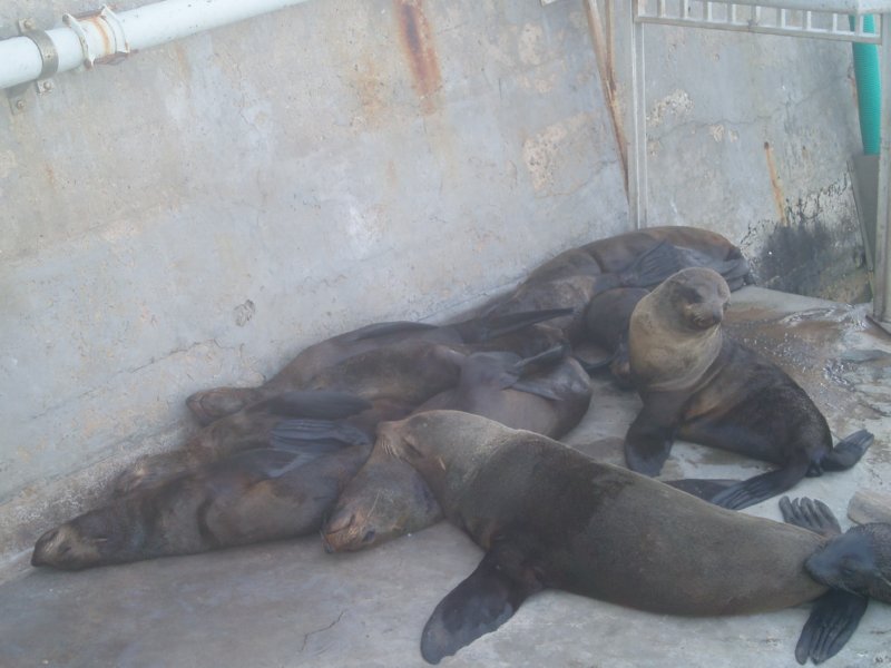 KeHa_in_South_Africa - 063